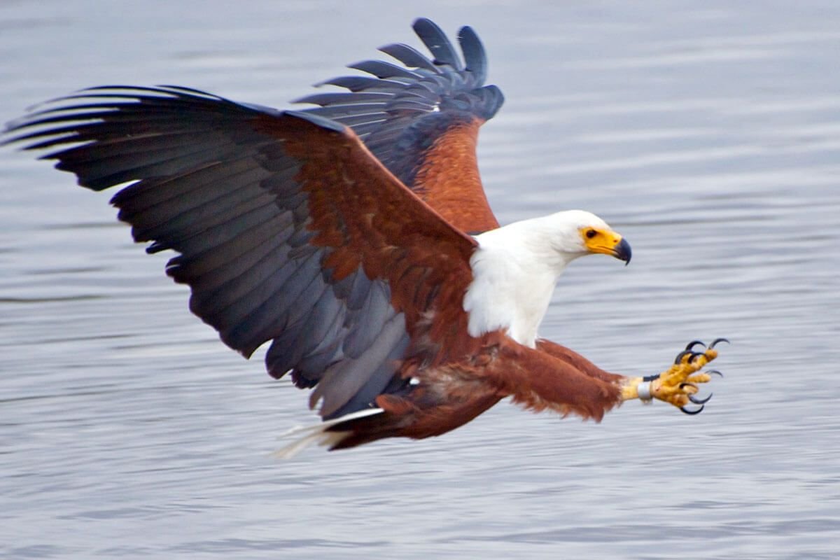 African Fish Eagle in Tanzania